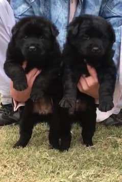 black German Shepherd | German Shepherd puppies | puppy | GSD dog