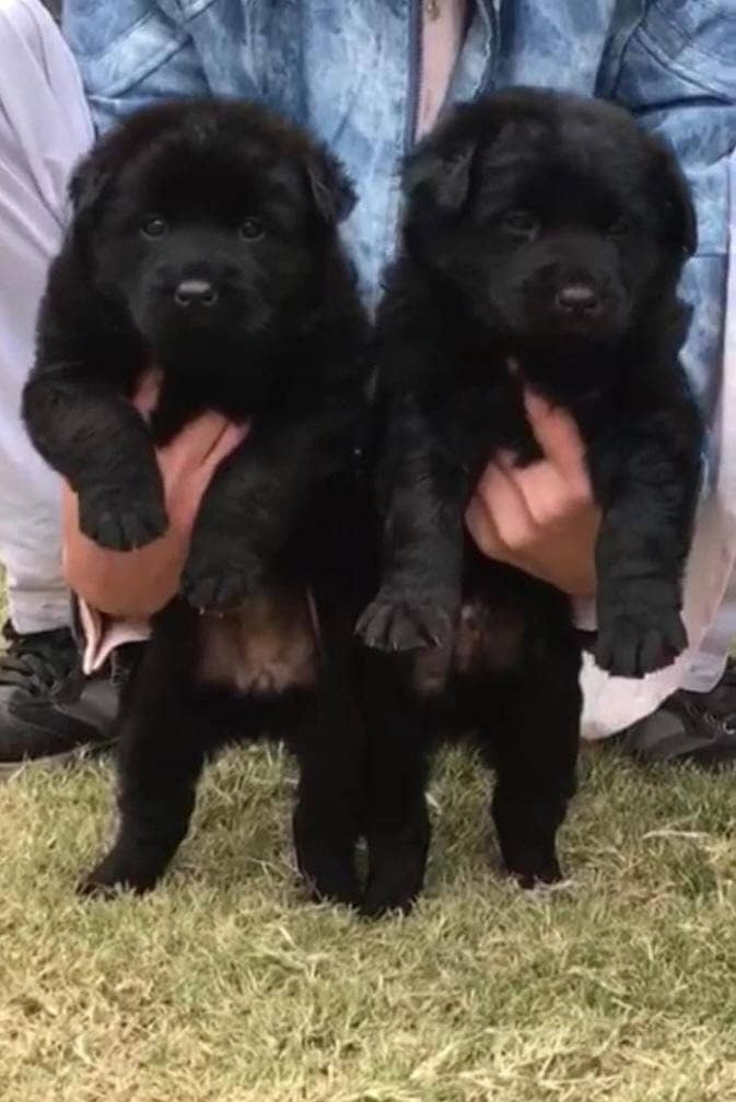 black German Shepherd | German Shepherd puppies | puppy | GSD dog 0