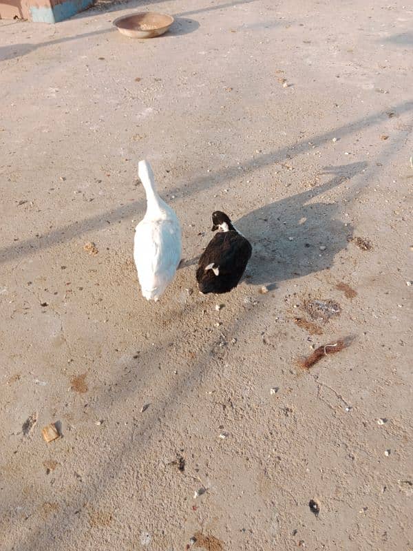 white duck long neck for sale 0