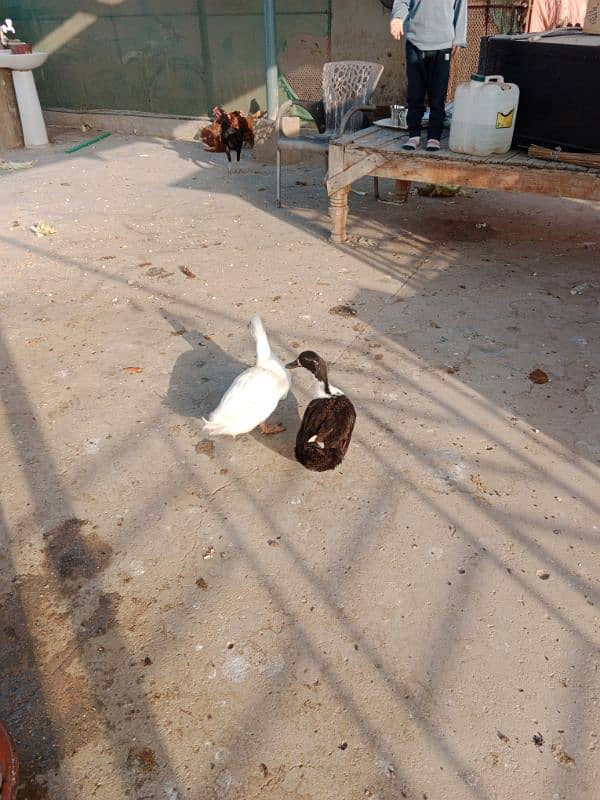 white duck long neck for sale 1