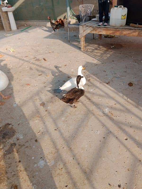 white duck long neck for sale 2