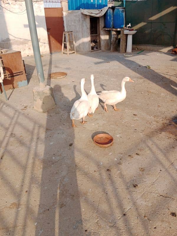 white duck long neck for sale 4