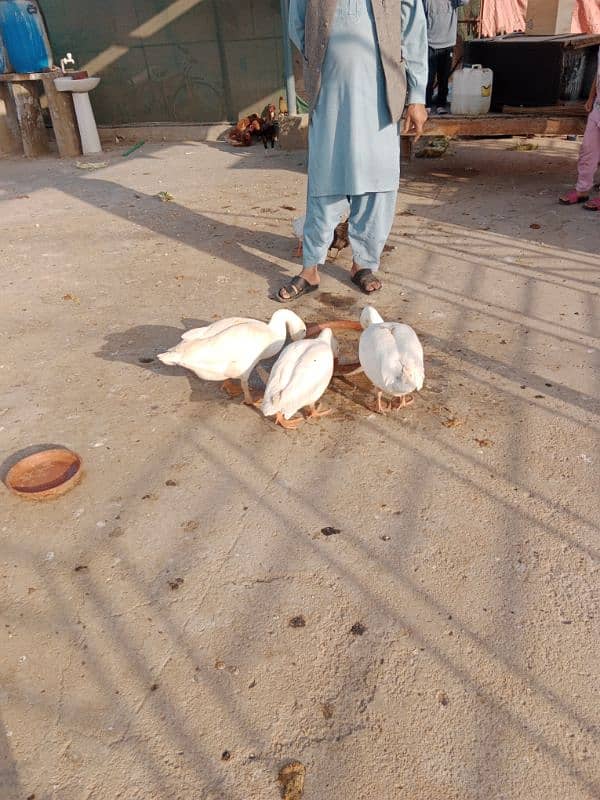 white duck long neck for sale 6