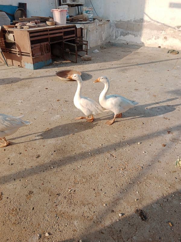 white duck long neck for sale 7