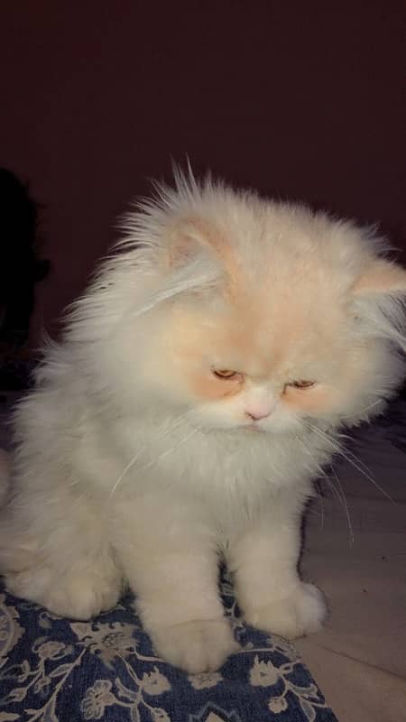 Double Coat Persian Kitten 0