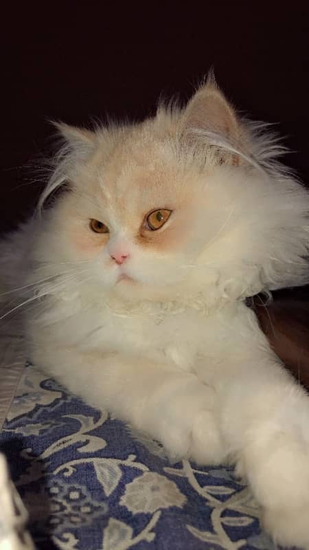 Double Coat Persian Kitten 1