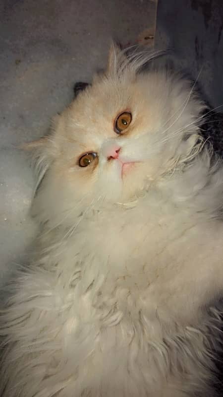 Double Coat Persian Kitten 2