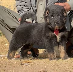 Kurdish Kangal security dog 2 month male for sale heavy bone