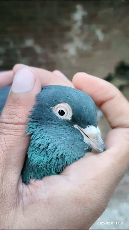 Indian Surkha breeder pair with 2 chicks 2