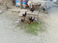 pure dasi Ghar ki pali hoi egg laying hens