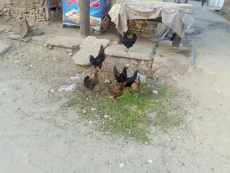 pure dasi Ghar ki pali hoi egg laying hens 0