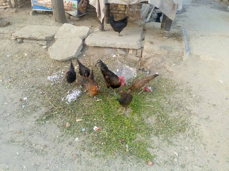 pure dasi Ghar ki pali hoi egg laying hens 1