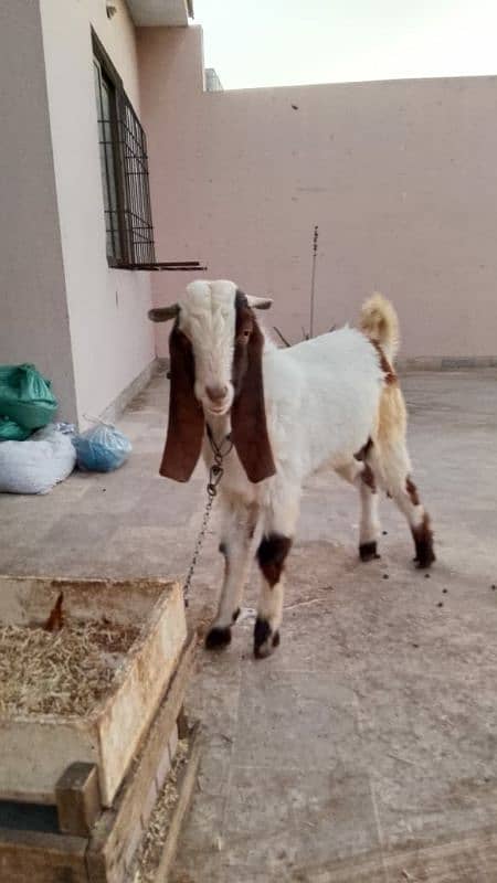 2 bakre andhu badbu nh ati ghr ke palhe hue ha bakra eid me 2 Dant hon 4