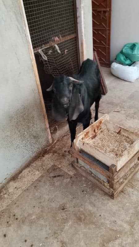 2 bakre andhu badbu nh ati ghr ke palhe hue ha bakra eid me 2 Dant hon 8