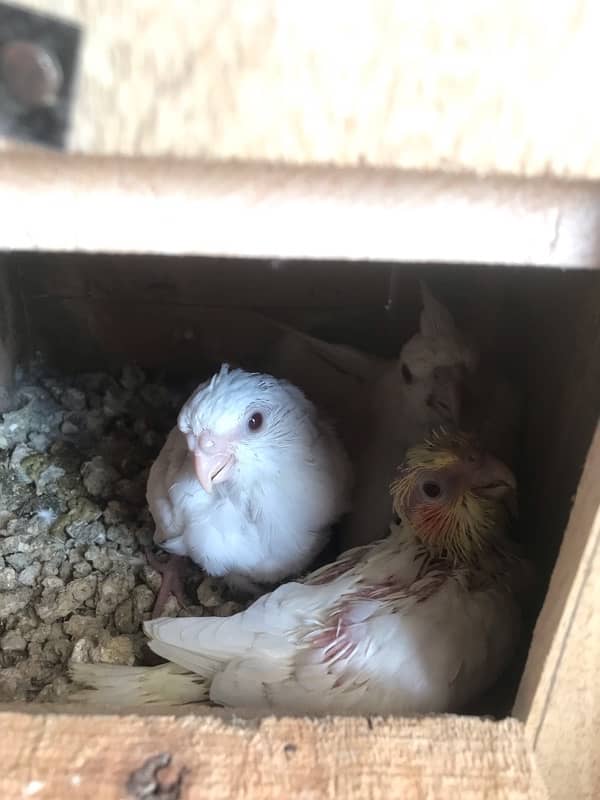 eno red eyes cocktail  chicks are up for sale 3