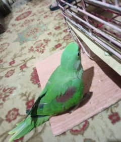 alexandrine chick