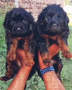 black German Shepherd | German Shepherd puppies | puppy | GSD dog