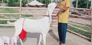 Desi bakri 2 Bacchon Ke Sath For Sale WhatsApp on 0313,4194,019