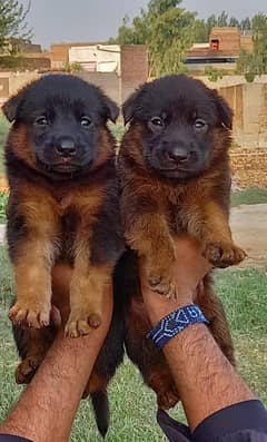 German Shepherd / german shepherd  dogs / Dogs