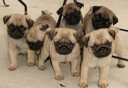 Pug puppies 03361777030