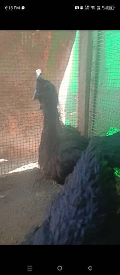 Ayam cemani black tongue pair