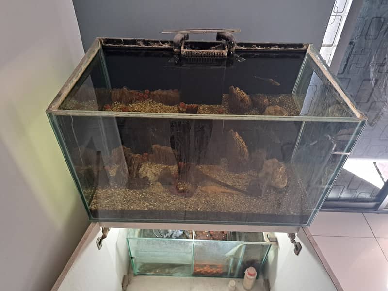 2.5 ft 12mm aquarium with sump (whole setup) 2