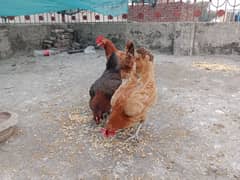 desi , golden misri hen