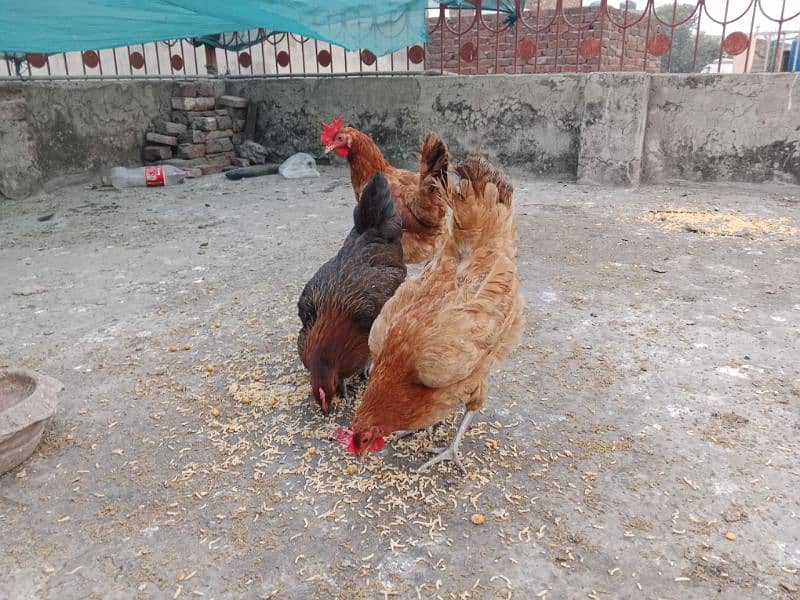 desi , golden misri hen 0