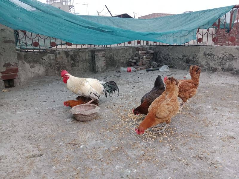 desi , golden misri hen 1