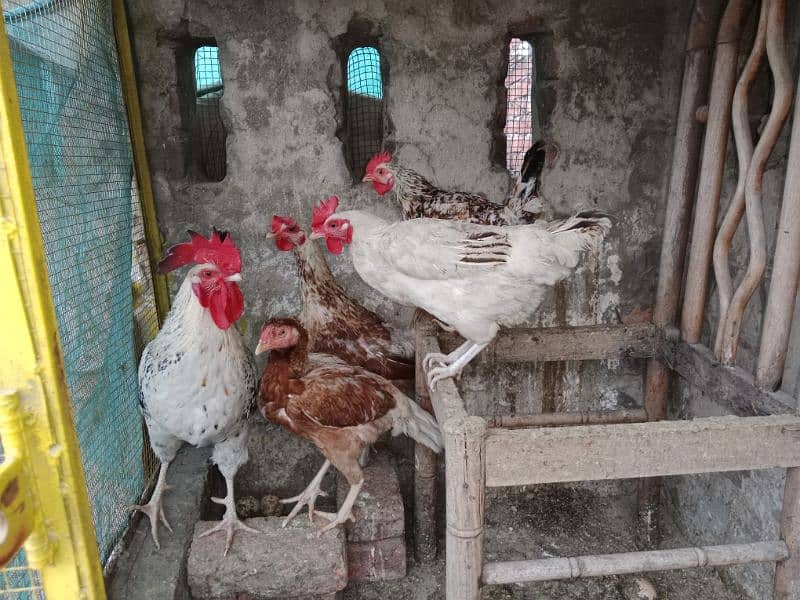 desi , golden misri hen 2