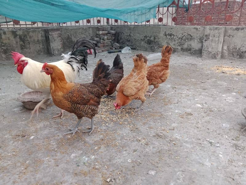 desi , golden misri hen 3