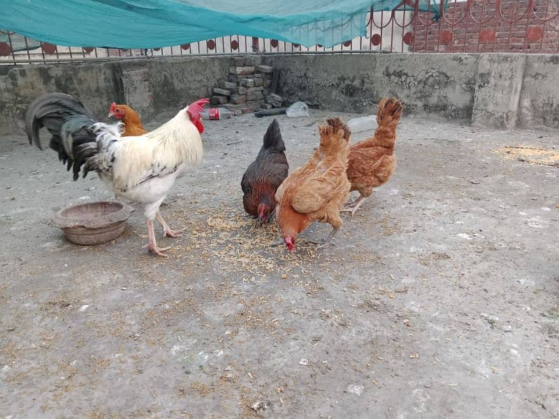 desi , golden misri hen 4