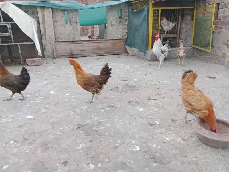 desi , golden misri hen 7