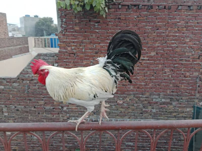 desi , golden misri hen 8