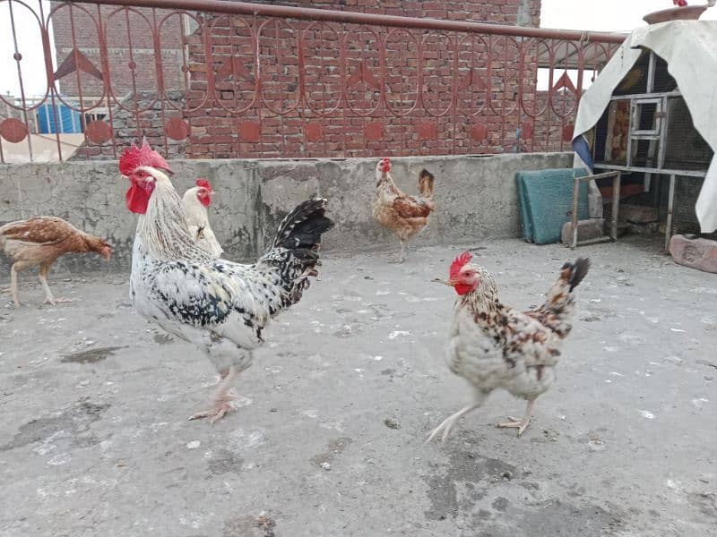 desi , golden misri hen 10