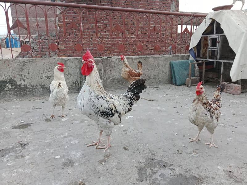 desi , golden misri hen 11