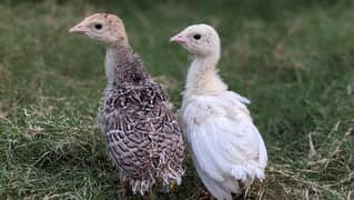 Turkey Chicks