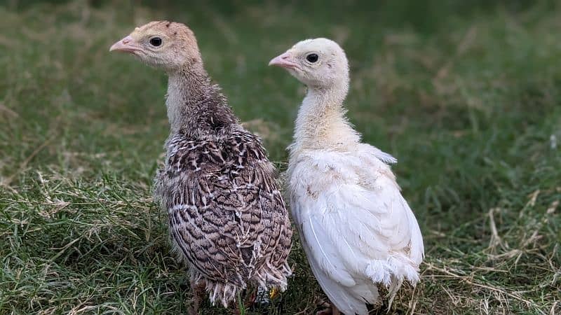 Turkey Chicks 0