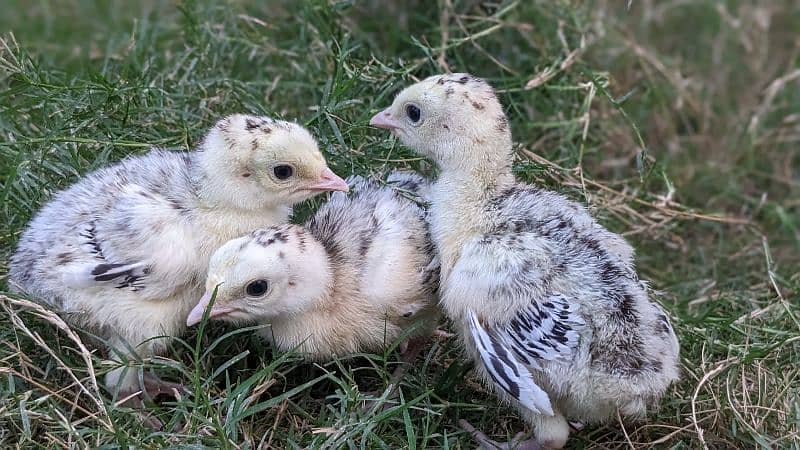 Turkey Chicks 1