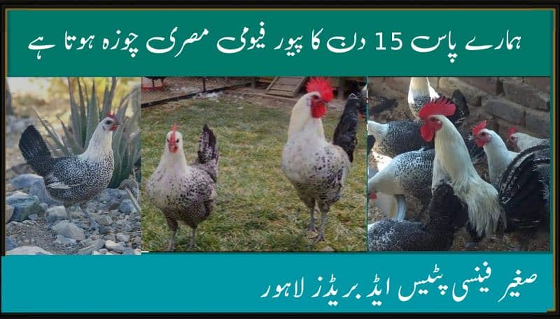 Chicks of Egyptian fayoumi (pure misri) for sale 0