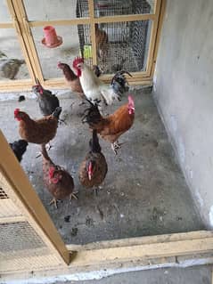 Golden Misri hens | eggs laying hens | Misri murghi | murghy |