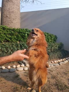 Pomeranian for sale