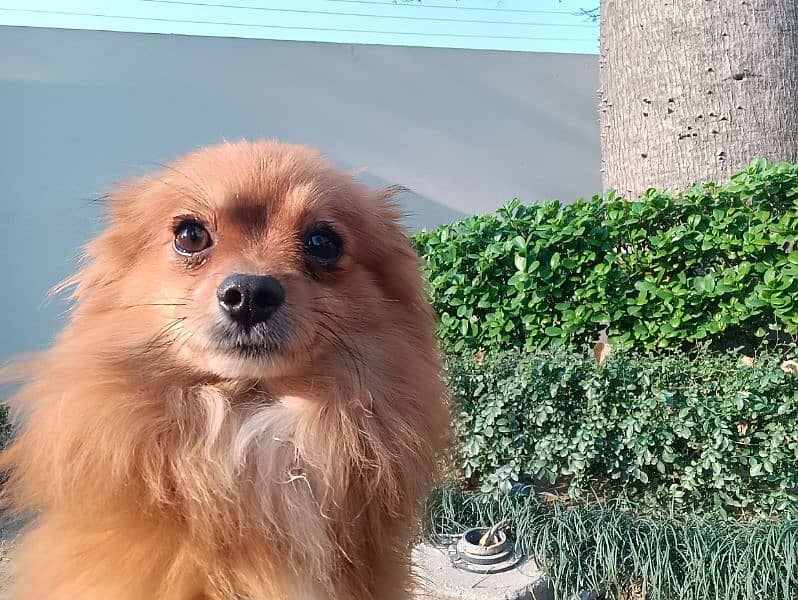 Pomeranian for sale 1