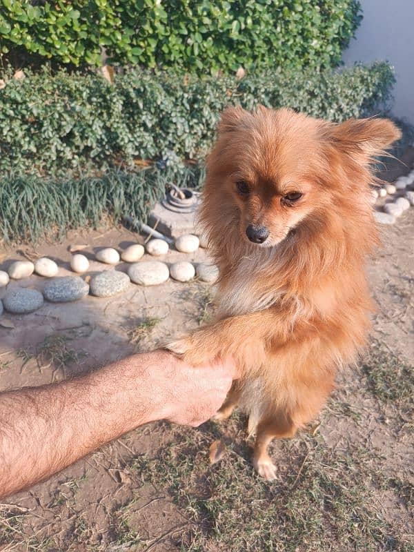 Pomeranian for sale 2