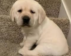 Labrador puppies 03361777030