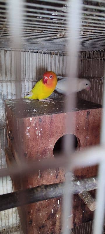 Lovebirds Pairs 1