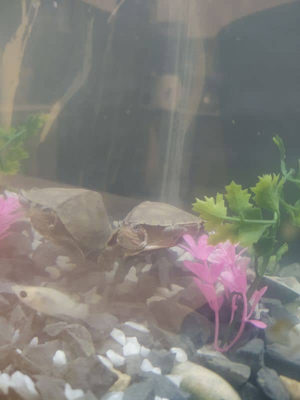 Pair of Molly fish & red cheeks imported TURTLE mini Aquarium 0