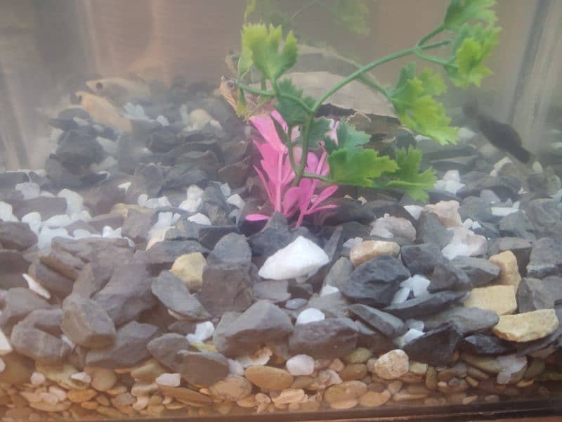 Pair of Molly fish & red cheeks imported TURTLE mini Aquarium 5