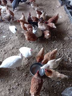 Golden misri/ lohman brown hens for sale