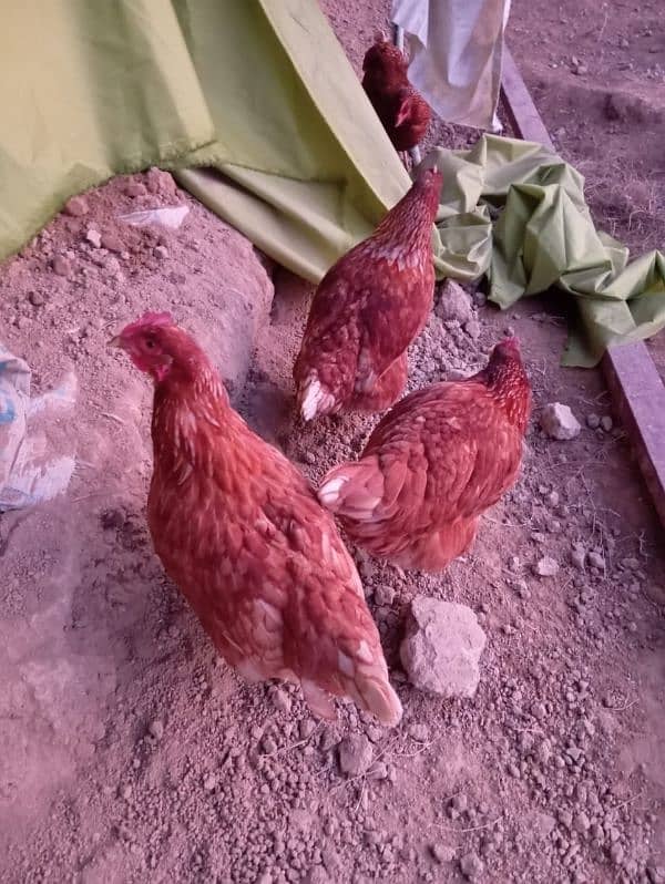 Golden misri/ lohman brown hens for sale 4